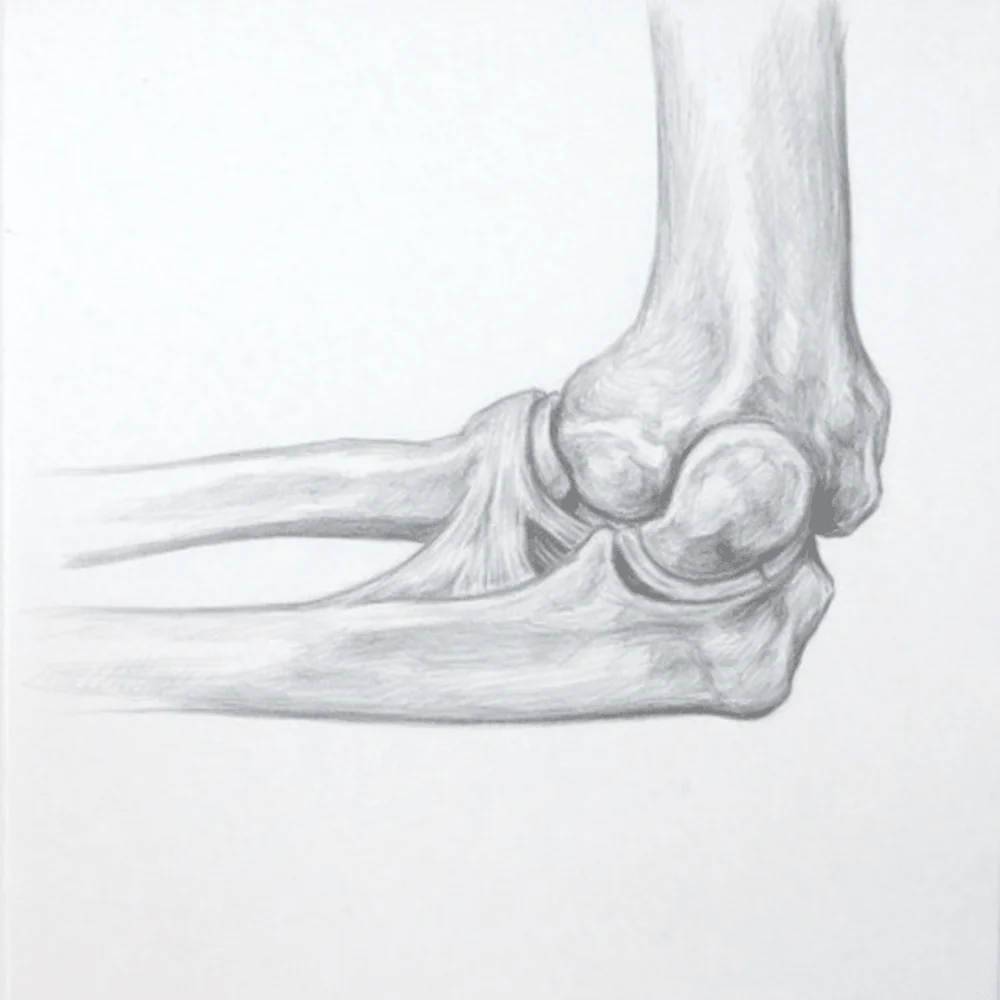 Hand-drawn anatomy illustration — elbow, ankle & other